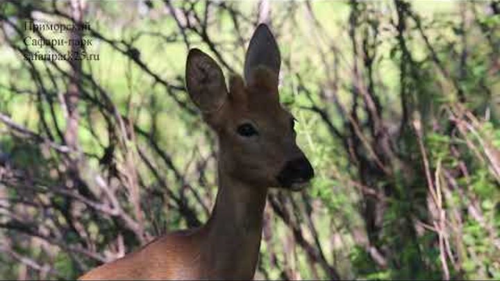 Косуля в профиль. Как лает косуля. Косуля лает. Косули гавкают ?. Светятся глаза в темноте у косули.