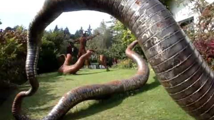 Самых больших червяков. Трехметровый червь Земляной. Самый большой дождевой червяк в мире. Австралийский Земляной червь музей. Большой дождевой червь в мире самый большой.
