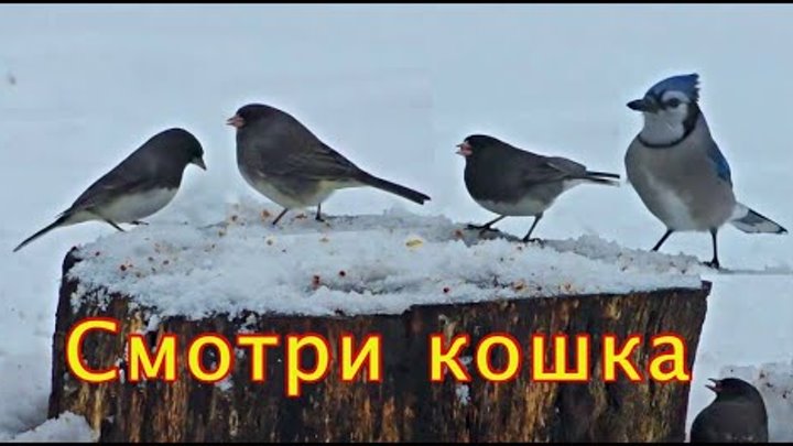 Звук птиц для кошек слушать. Голодные птицы. Видео птиц для котов. Птицы для кошек видео. Кошка ТВ 8 часов птички.