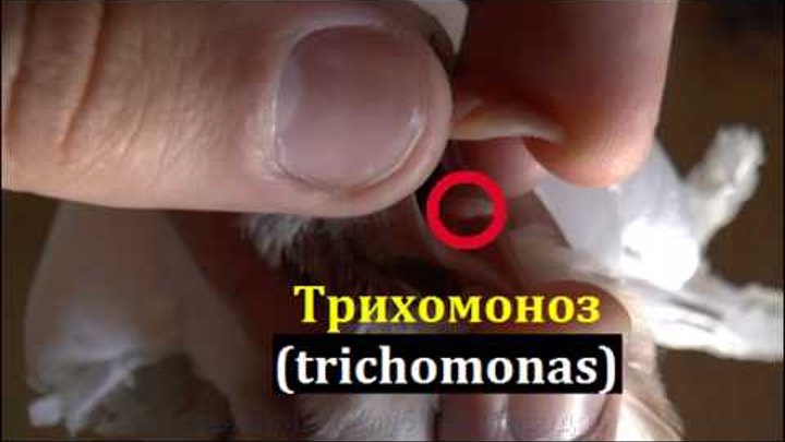 Как выглядит трихомоноз у кошек Голуби Татарстана . - Видео OK.RU
