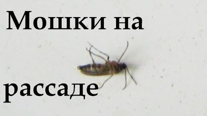 Мошка как с ней бороться. Борьба с мошками р. Сибирская мошка кусачая мелкая. Пищевая мушка. Мелкие мошки в доме.