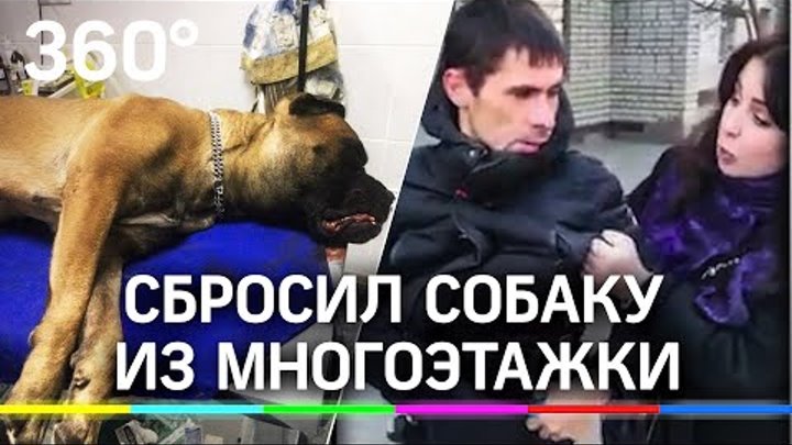 скинь собаки. сбросил собаку. пес на балконе. сбросил собаку. брошенные собаки.