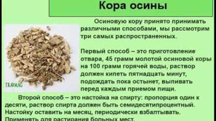 Польза коры осины для здоровья. Отвар коры осины. Настой из коры осины. Отвар из осиновой коры.