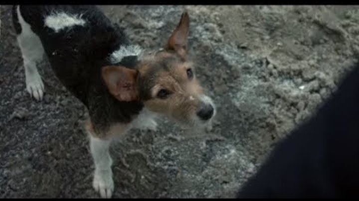 Собачий день короткометражка. Добрый день короткометражка. Собачья еда короткометражка саундтрек. Собачий день короткометражка. Собачий день короткометражка.