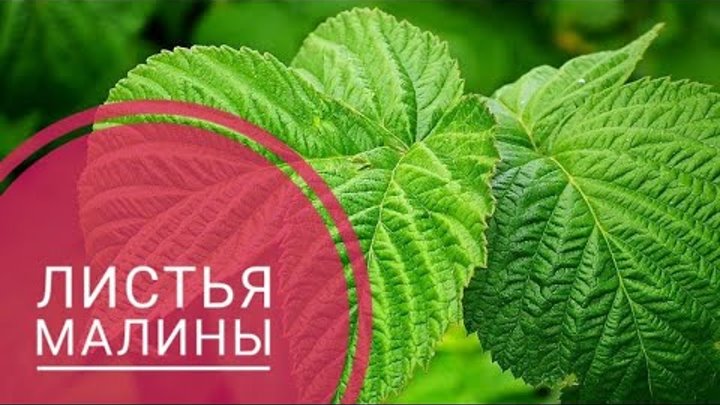 Уделите весной время малине, получите весомый урожай в корзине Кустарники, Компо