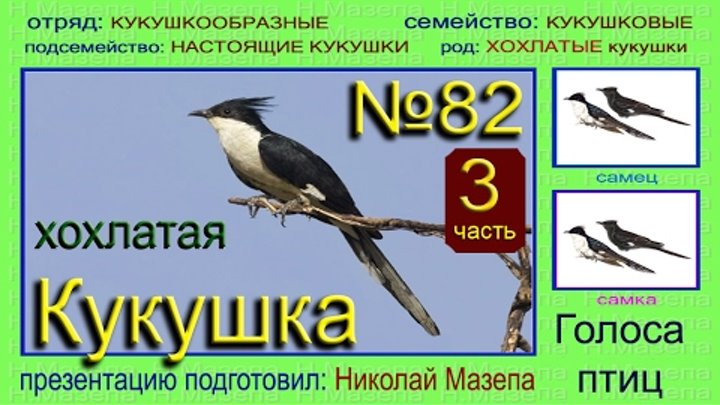 звуки голосов птиц