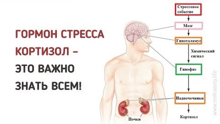Снижение уровня кортизола. Повышается уровень кортизола. Кортизол как уменьшить количество. Кортизол после тренировки. Надпочечники гормоны и действие гормонов на организм.