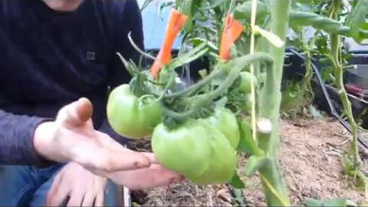 Как подвязать кисти помидор. Подвязка помидор. Подвязка высокорослых томатов в открытом грунте. Подвязка кистей томатов. Как подвязать кисти помидор.