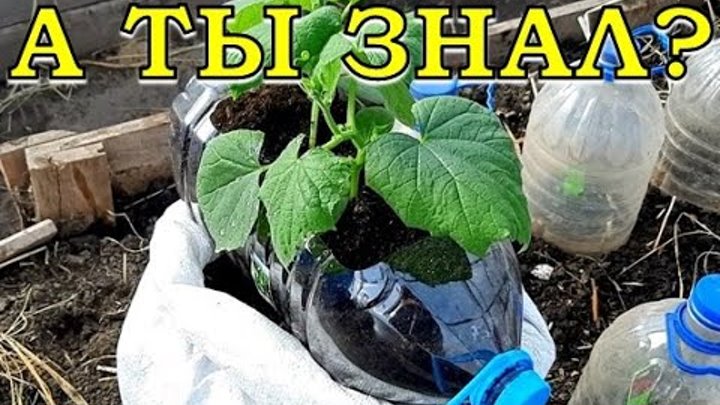 Огурец балкан описание. Огурцы в мешках. Огурцы в вазоне. Выращивать огурцы. Огурцы в мешках для раннего урожая.