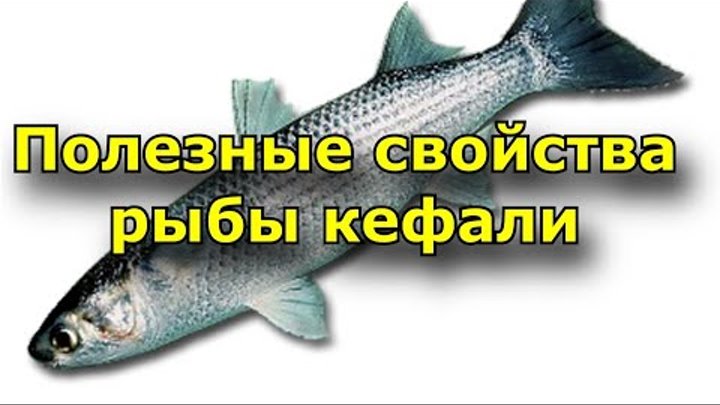 Кефаль что за рыба где водится. Шаланды полные кефали ноты для гитары. Шаланды полные кефали песня. Шаланды текст песни. Шаланды полные кефали текст песни.