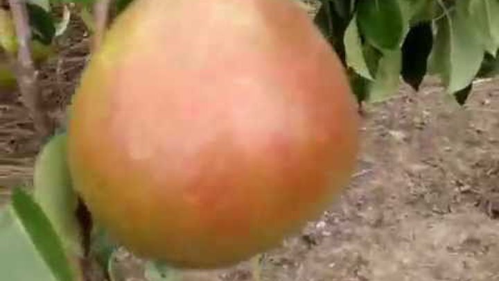 Груша сорта видео. Груша кюре (вильямс зимний). Сорт груши бессемянка. Груша сорта видео. Груша сорта видео.