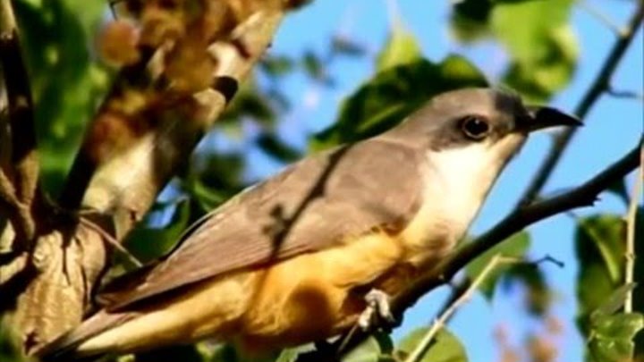 кукушка слова текст. слова песни кукушка. кино кукушка ноты. кукушка голубые береты слушать. синие береты кукушка.