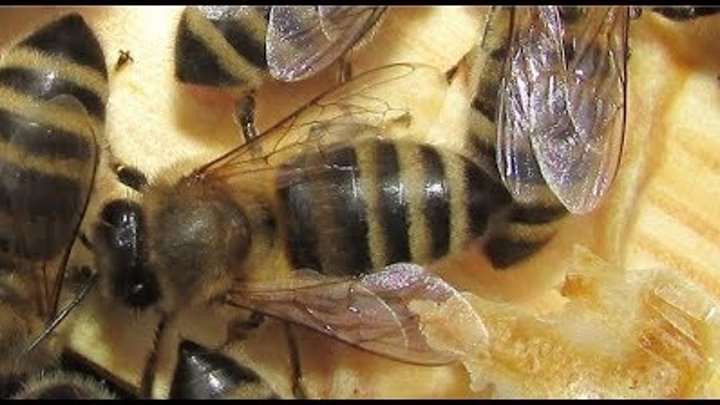 Пчела замена матки. Гнездо пчелиной семьи. Пчела замена матки. Рахматулин дк выравнивание силы пчелосемьи. Как выводить маток пчел.