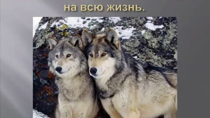 Сколько лет живут волки