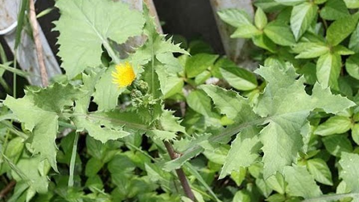 Бодяк разнолистный (cirsium heterophyllum). Осот огородный, полевой. Осот желтый полевой медонос. Молочай осот огородный. ).