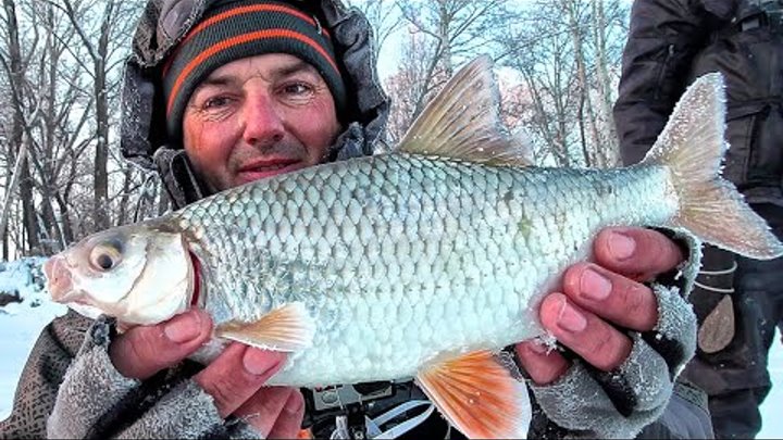 Подъязок рыба. Зимняя плотва. Сорога и плотва. Чебак и плотва. Зимняя рыбалка на плотву.