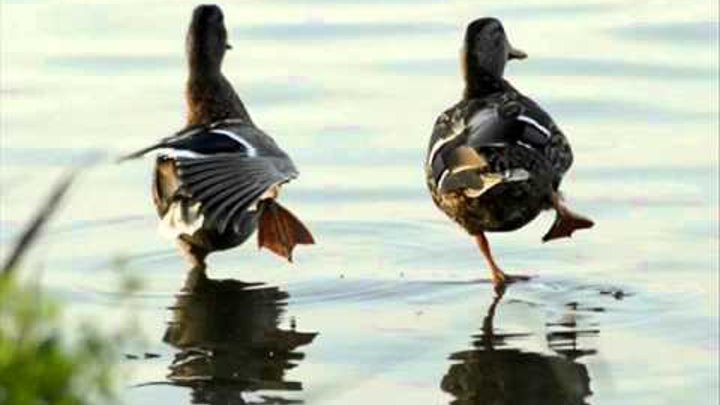 Утки громко крякают схема. Кряква селезень. Селезень крякает. Селезень крякает. Плавает как утка крякает как утка.