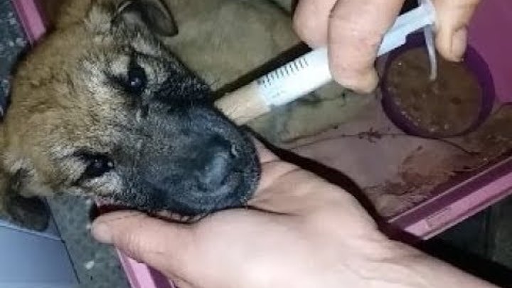 Таблеткодаватель для кошек. Приспособление для вскармливания щенков. Шприц для кормления собак. Как собаке дать шприц. Pet pill pen таблеткодаватель для кошек и собак.