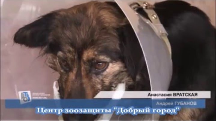 Спасение животных курск. Спасение животных курск. Сотрудники полиции суджа курской области. Кот мчс. Петарда в пасти собаки.