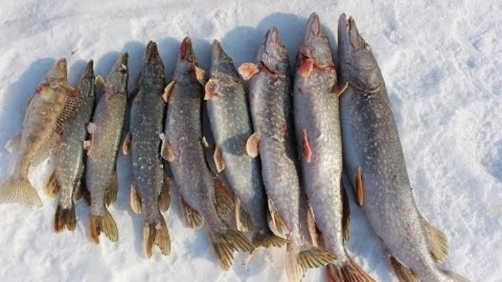 Свияга рыбалка места. Клев свияга. Рыбалка на свияге. Клев свияга. Рыбы свияги.