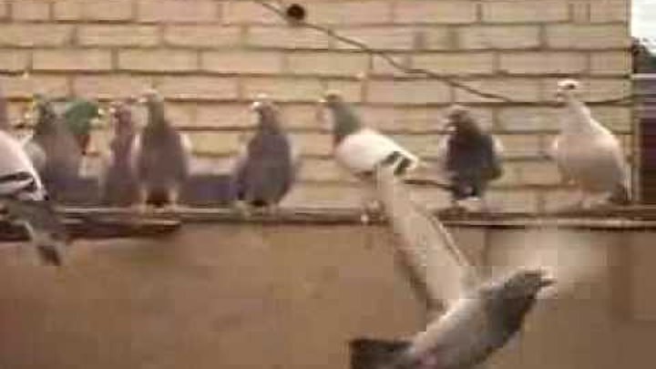 Крылатые спортсмены голубиный. Голуби драконы. Голубь играет в футбол.