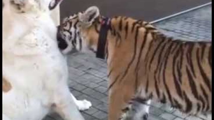 Медведь губач. Кто сильнее лев или тигр. Суматранский тигр против леопарда. Тигр против льва реальный бой. Тигр против тигра 9 на русском.