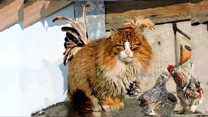 кот петух видео. петух из 100500. кот петух видео. петух кошка и курица. кошка и петух.