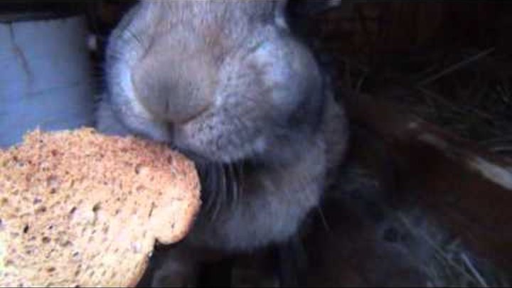 Белый хлеб кроликам. Сухари кроликам. Хлебные сухари кроликам