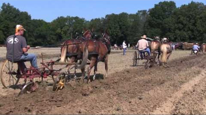 American Thresherman Association  - Horse Plowing