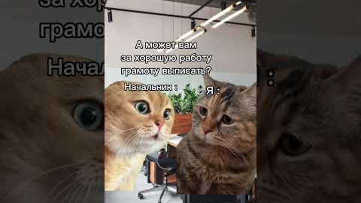 Funny Cat Humor Ate All The Marshmallows Refrigerator Magnet eBay