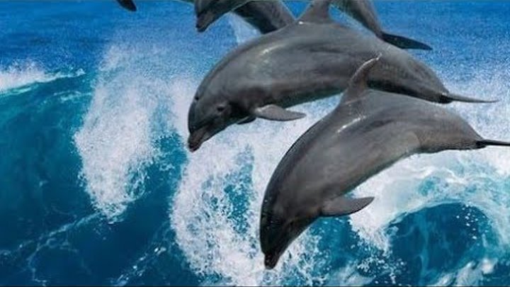 ОСТОРОЖНО Дельфины! БУДЬТЕ АКУРАТНЫ - ОХОТЯТСЯ СРЕДИ ЛЮДЕЙ #Анапа