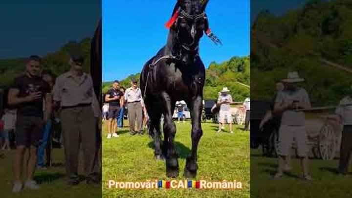 FESTIVALUL ECVESTRU BRADU 2023 Armăsarul Castan @PromovariCaiRomania ...