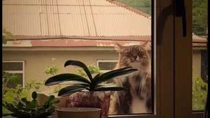 Наглый кот или как научить кота мыть окна