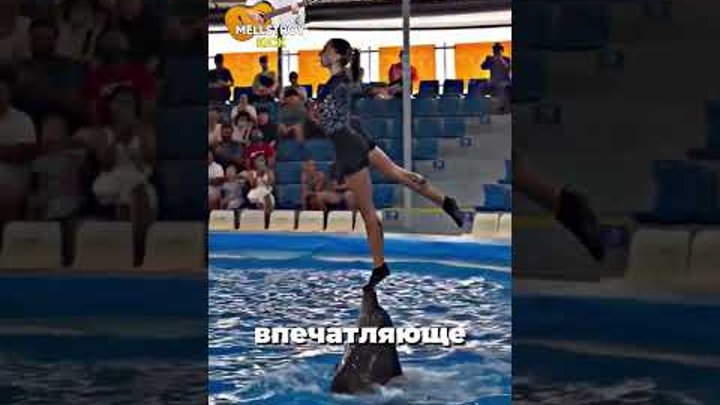 дельфины #shorts #животные #shortsvideo #дельфины