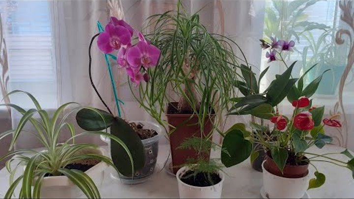 Обзор комнатных растений зимой 2022 год, комнатные растения/цветы