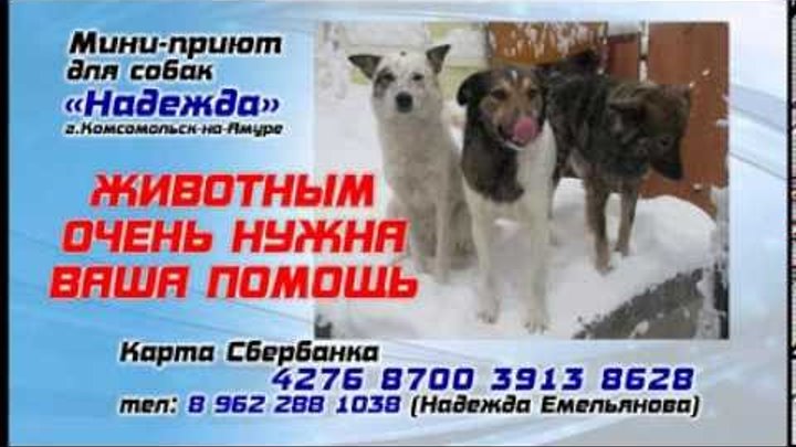 приют для животных уссурийск. евпаторийский приют для животных. приют для животных уссурийск надежда. приют для диких животных. приют надежда уссурийск.