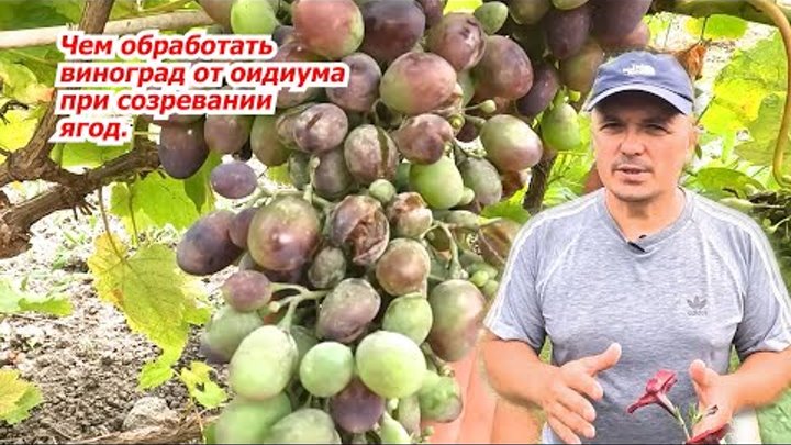 Эффективная обработка винограда от оидиума во время налива ягод.