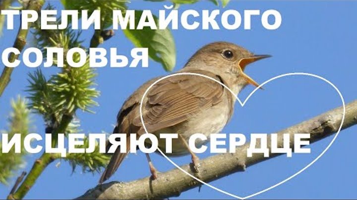 плейкасты на 8 марта