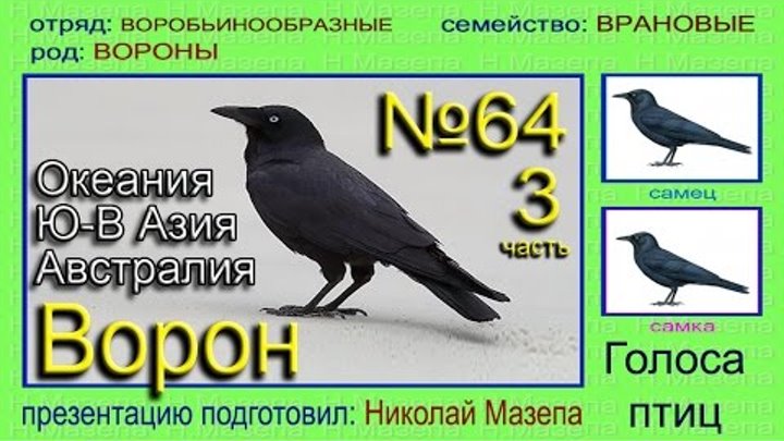 крук ворон азов. хохлатая ворона. звуки издаваемые воронами. звуки издаваемые воронами. серая ворона.