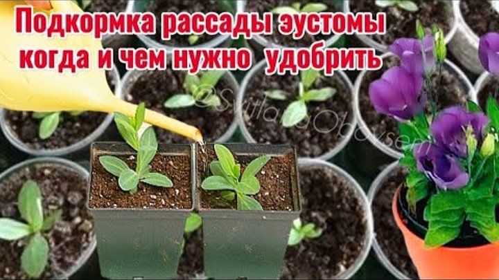 Эустома подкормка рассады. Эустома подкормка рассады для быстрого роста. Удобрения для эустомы рассады. Как выглядят всходы эустомы. Чем подкормить эустому рассаду для роста.