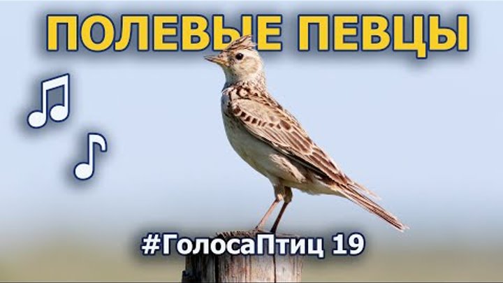 Пернатый полевой оркестр #ГолосаПтиц 19