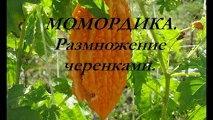 Момордика. Размножение черенками