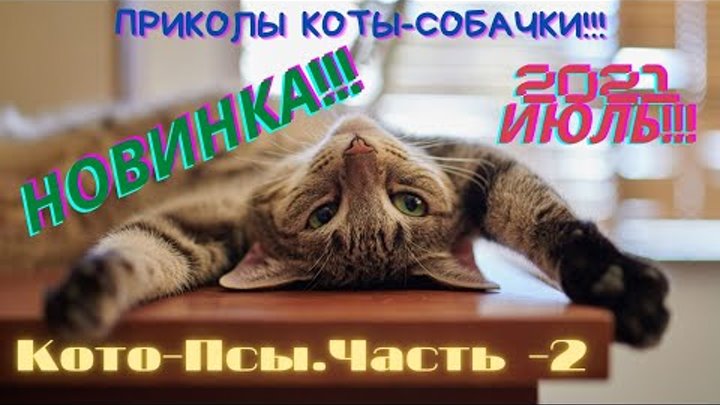 Кото-Псы часть 2!!! ИЮЛЬ 2021...# смешные кошки, лучшая подборка вид ...