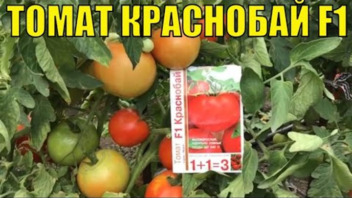 Высокорослые томаты. Краснобай F1.