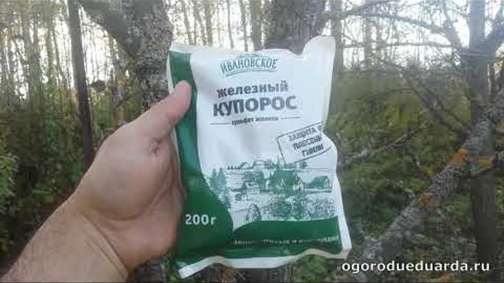 Обработка гортензии железным купоросом