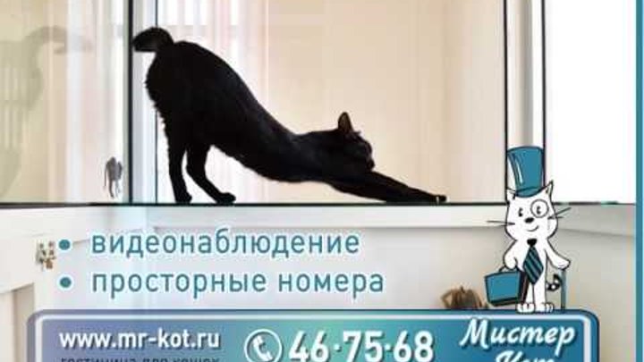 Мистер Кот, гостиница для кошек в Костроме
