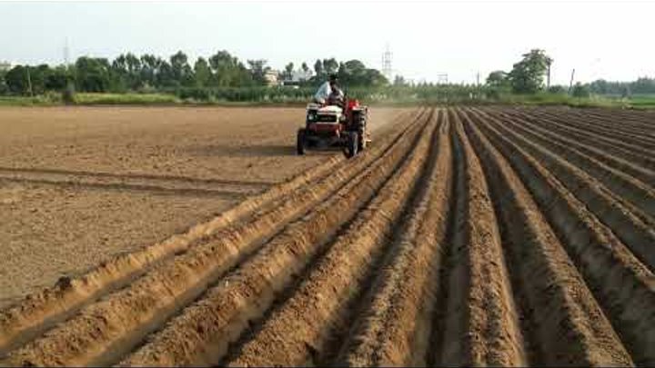 Potato planting 2 with 3511 batth farm jalandhar. Punjab