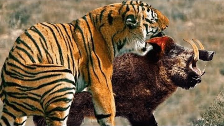 ТИГР В ДЕЛЕ / Полосатый против медведя льва кабана собаки и слона