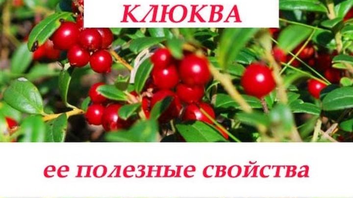 Полезные свойства клюквы для организма. Клюква лечебные свойства и применение. Клюква лечебные свойства и применение. Лекарственные вещества в клюкве. Клюква полезные свойства.