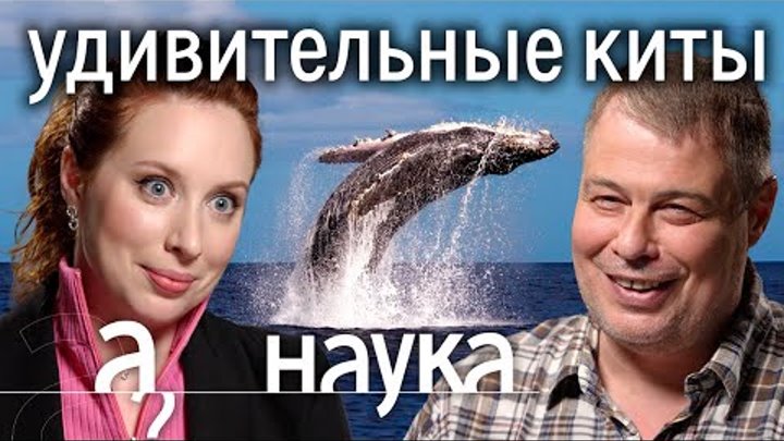 Почему киты глотают людей, взрываются и играют в пузырики? Иван Зате ...